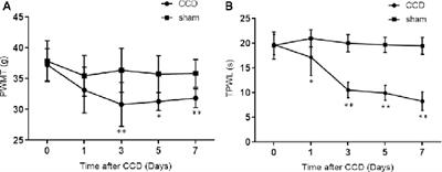 Identification of Differentially Expressed Genes and Key Pathways in the Dorsal Root Ganglion After Chronic Compression